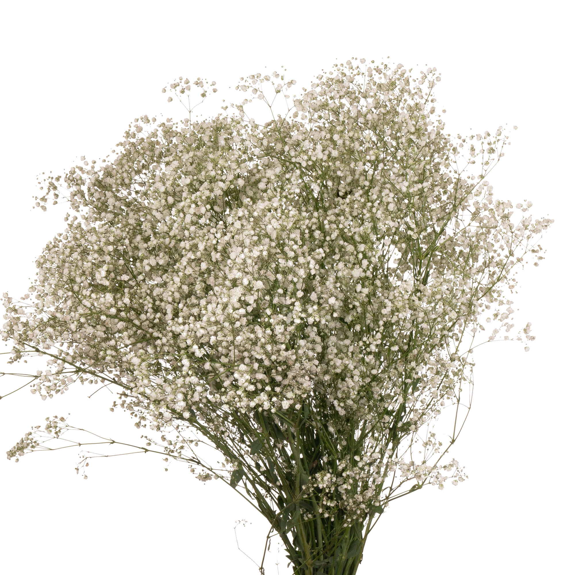 Gypsophila xlence | Wholesale flowers, plants and supplies Gypsophila xlence