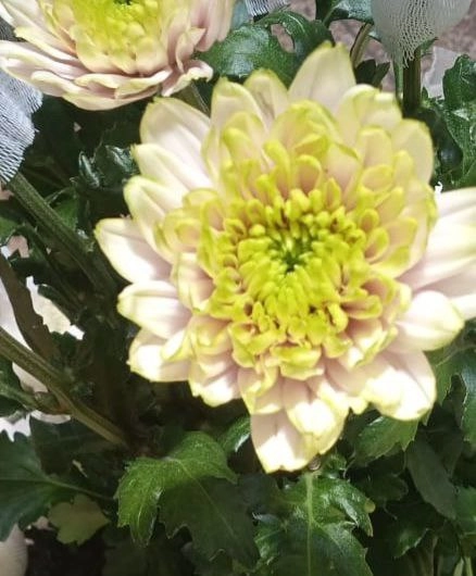 Chrysanthemum etosha