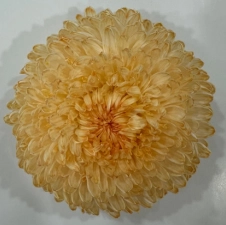 Chrysanthemum tinted pastel peach