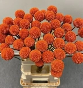 Craspedia tinted orange