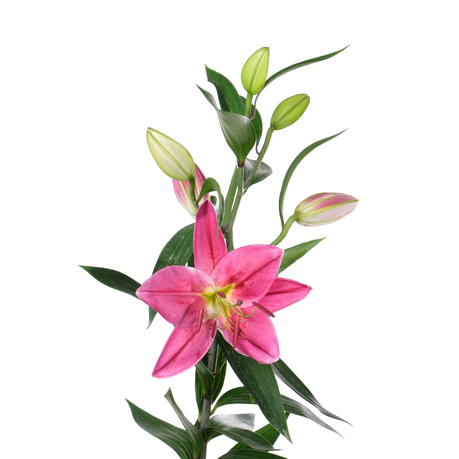 Lilium oriental tarrango