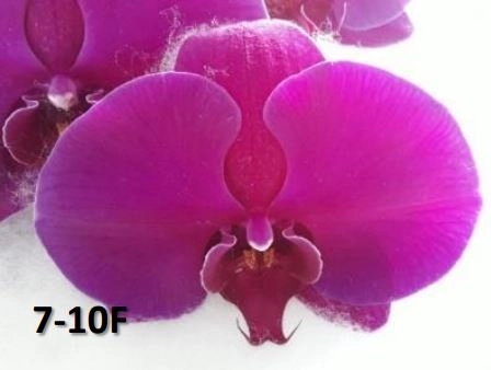 Phalaenopsis sunpride flamingo