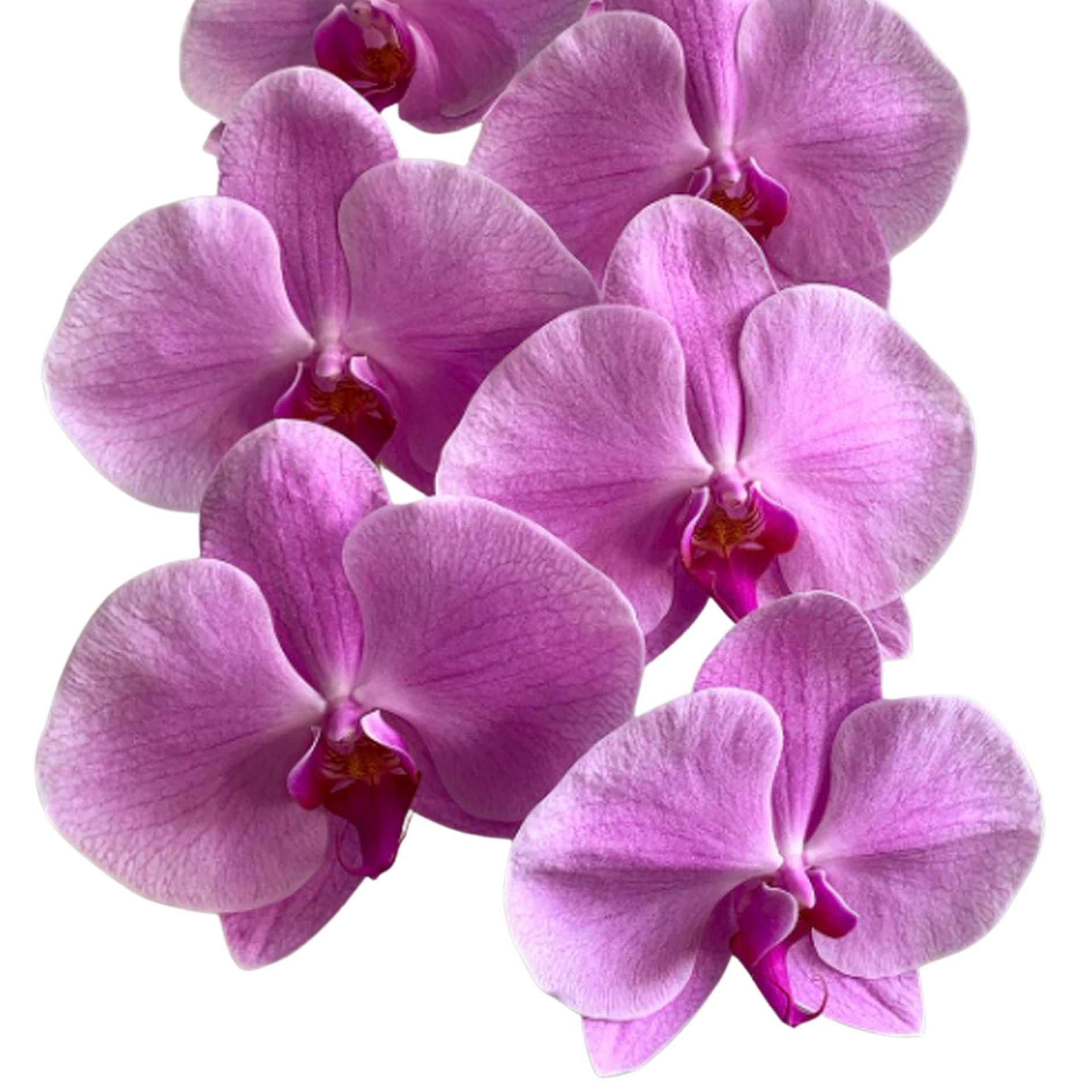 Phalaenopsis pink