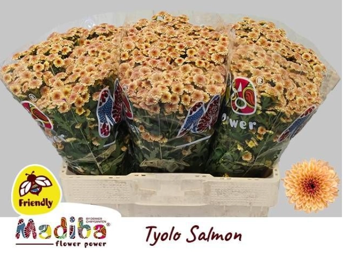 Chrysanthemum santini madiba salmon tyolo | Wholesale flowers, plants and supplies Chrysanthemum santini madiba salmon tyolo