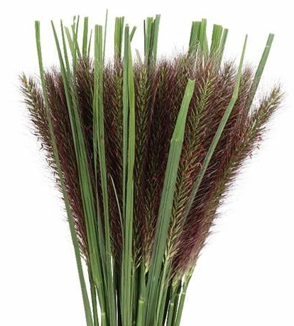 Pennisetum black fox | Wholesale flowers, plants and supplies Pennisetum black fox