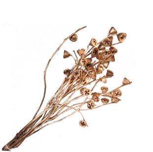 Blad Eucalyptus preserved golden