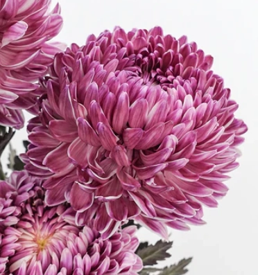 Chrysanthemum ferica