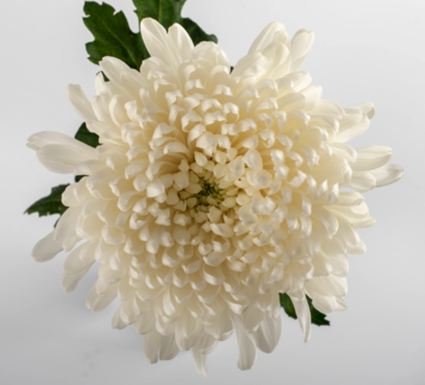 Chrysanthemum cremon salvador