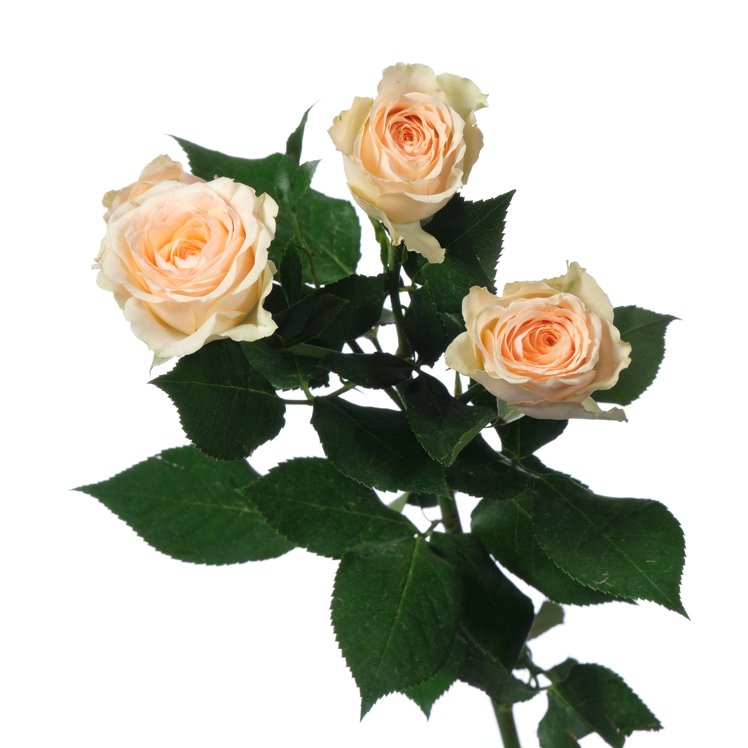 Rose spray jelena