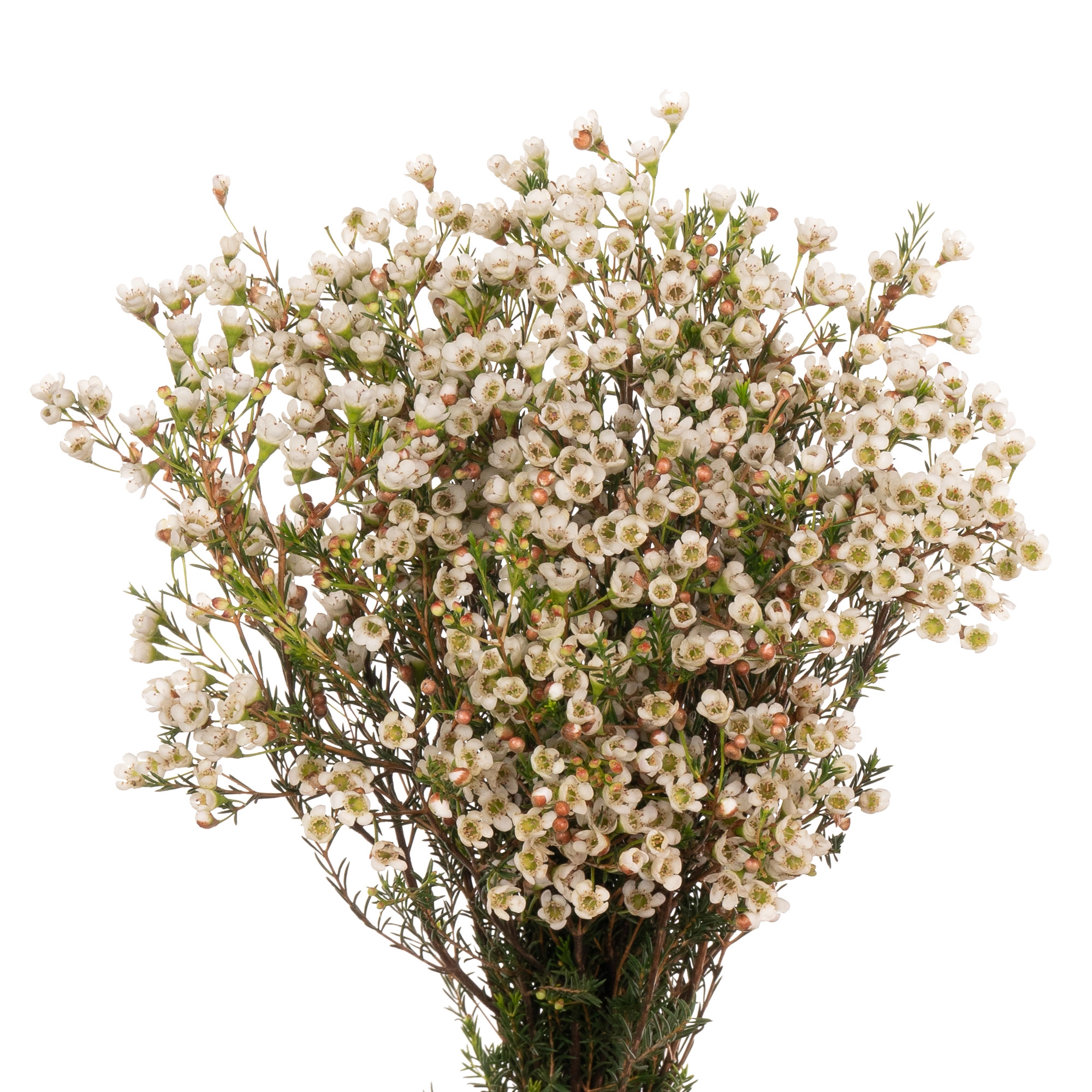 Chamelaucium white | Wholesale flowers, plants and supplies Chamelaucium white