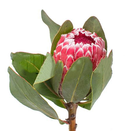 Protea mix