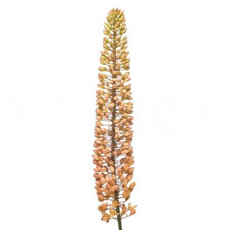 Eremurus emmy-ro | Wholesale flowers, plants and supplies Eremurus emmy-ro