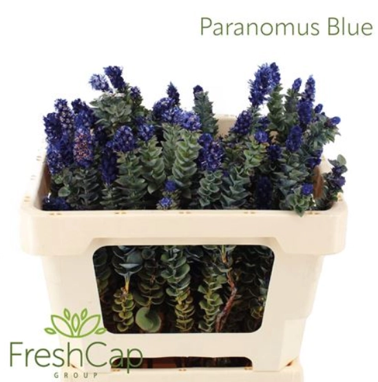 Kaaps paranomus blue