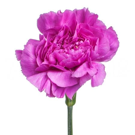 Carnation mix