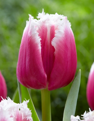 Tulip fringed san raffael