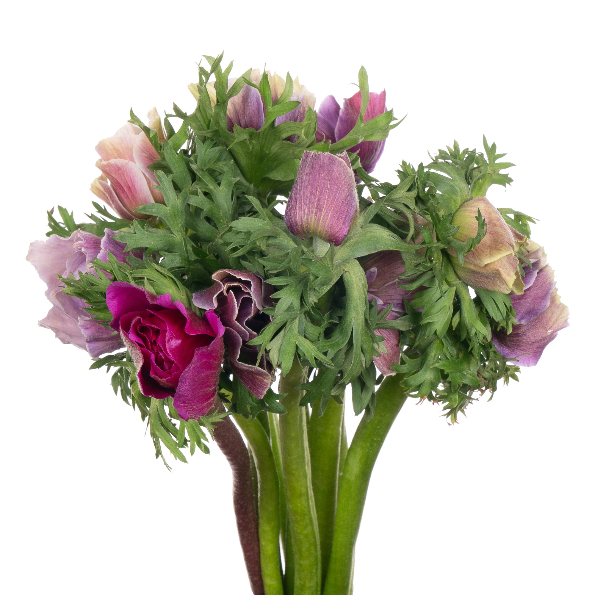 Anemone mistral lila