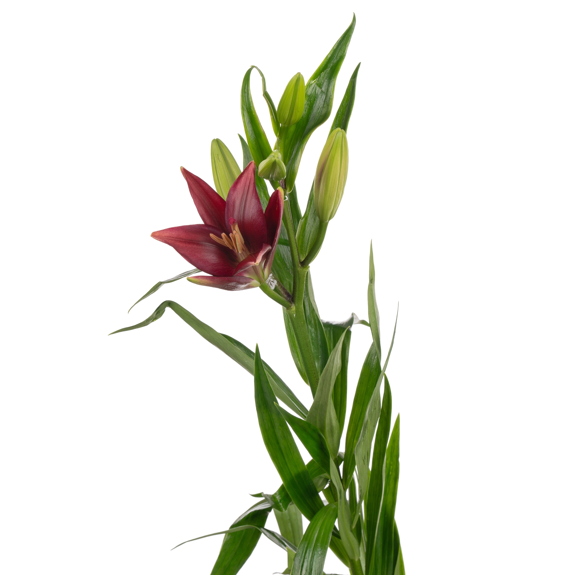 Lilium la-hybrid forza red