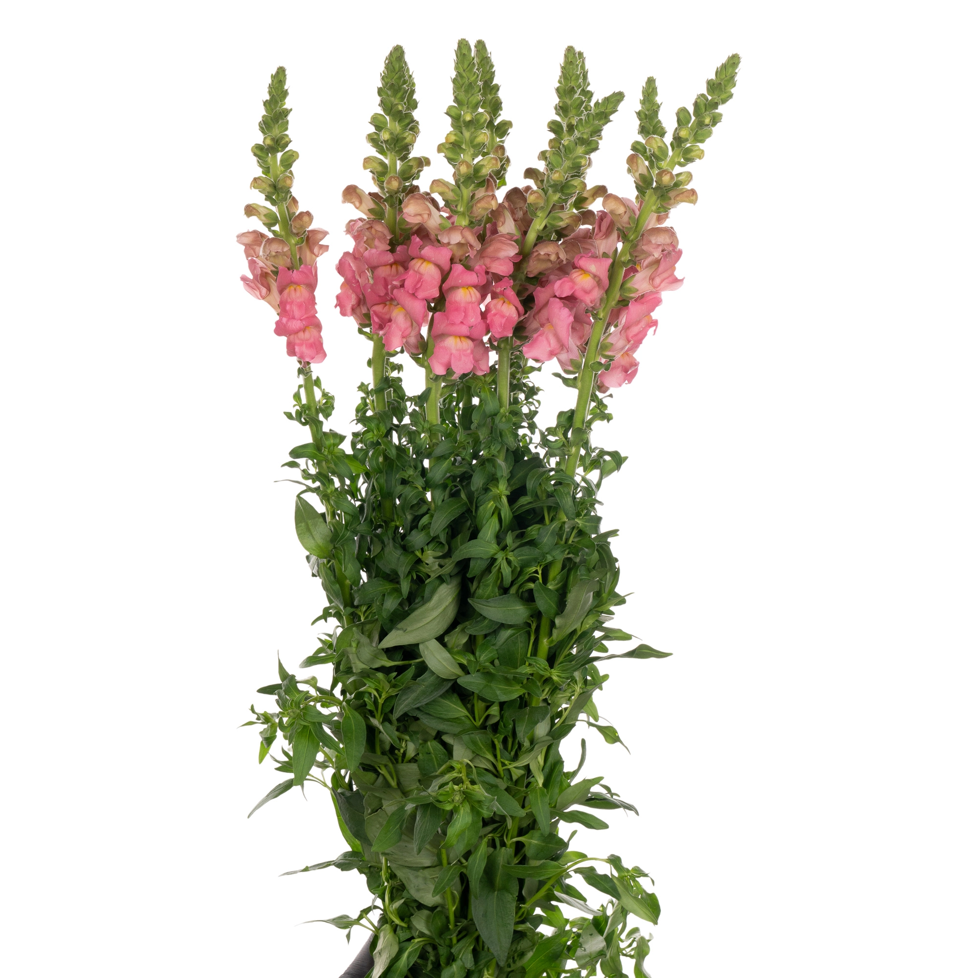 Antirrhinum opus pink