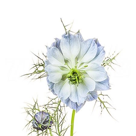 Nigella blue