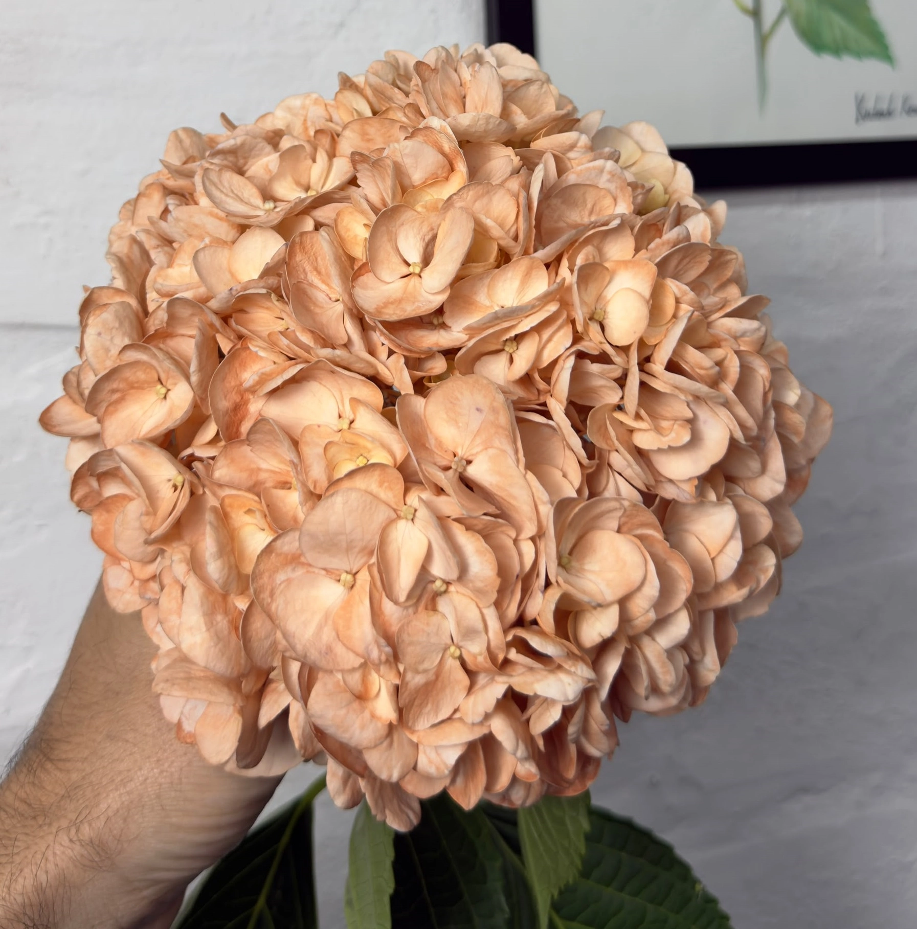 Hydrangea premium pumpking patch