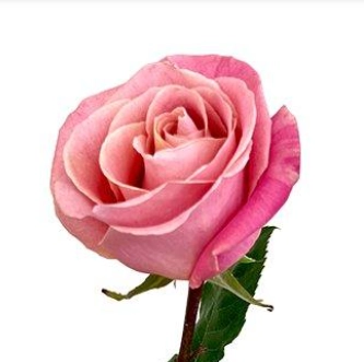 Rose hermosa | Wholesale flowers, plants and supplies Rose hermosa