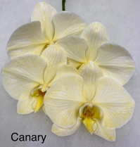 Phalaenopsis dyed canary