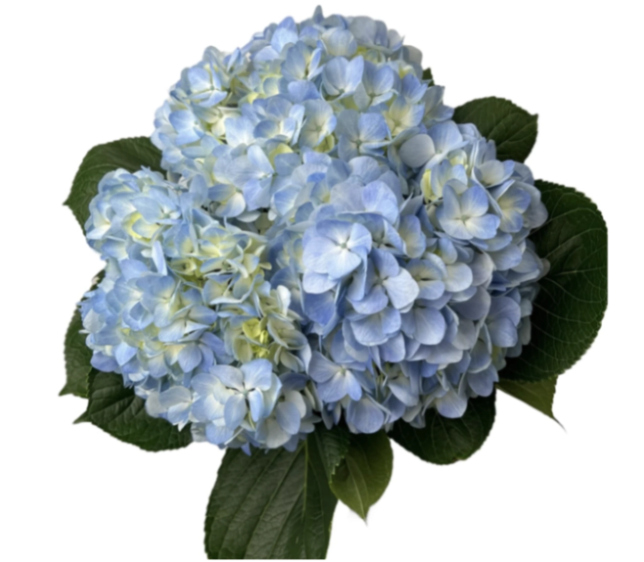 Hydrangea premium pale blue