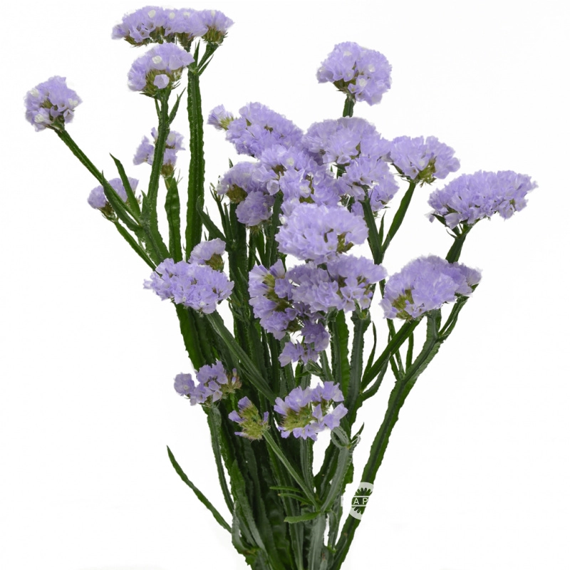 Statice tessa lavender | Wholesale flowers, plants and supplies Statice tessa lavender