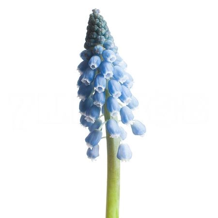 Muscari carola
