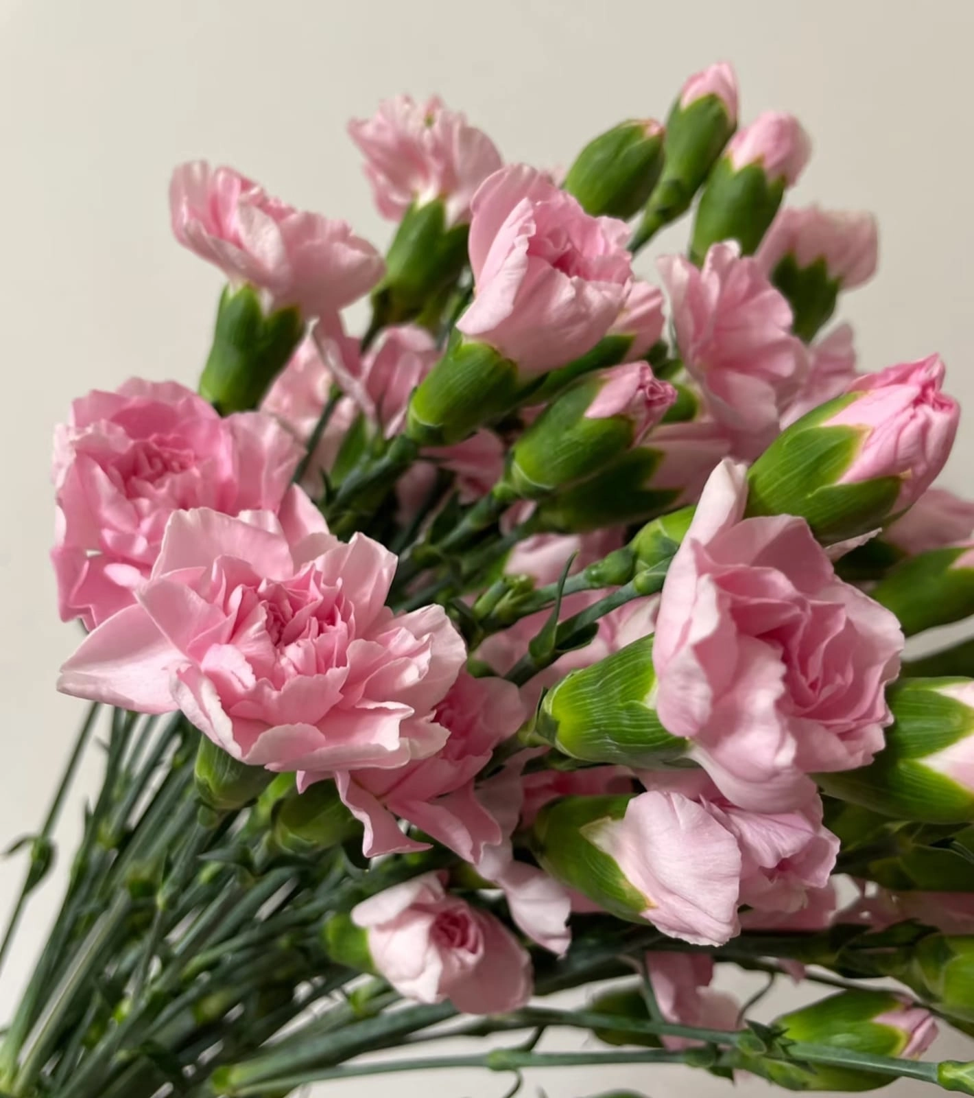 Carnation sprаy queen