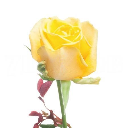 Rose penny lane