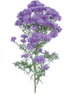 Aster lizz | Wholesale flowers, plants and supplies Aster lizz