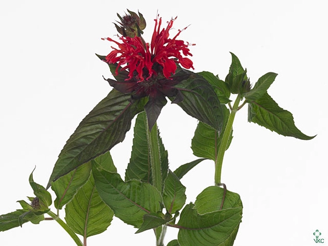 Monarda red fountain