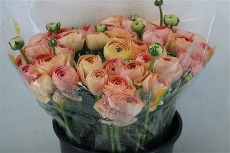 Ranunculus clooney champagne