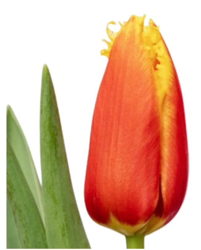 Tulip fringed davenport