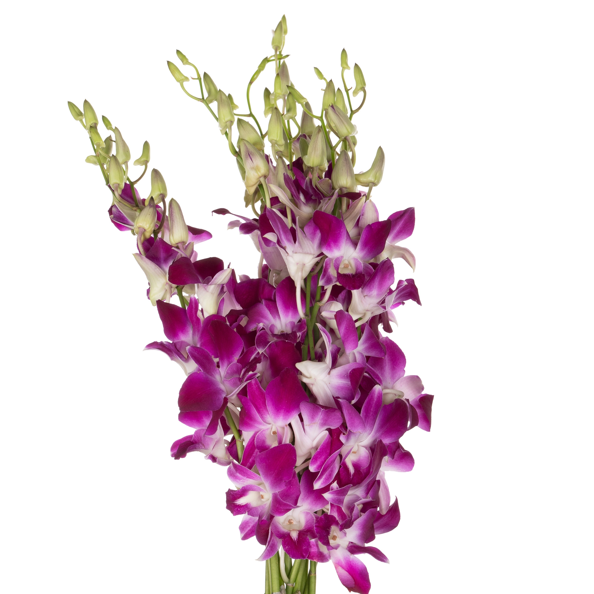 Dendrobium sonia | Wholesale flowers, plants and supplies Dendrobium sonia