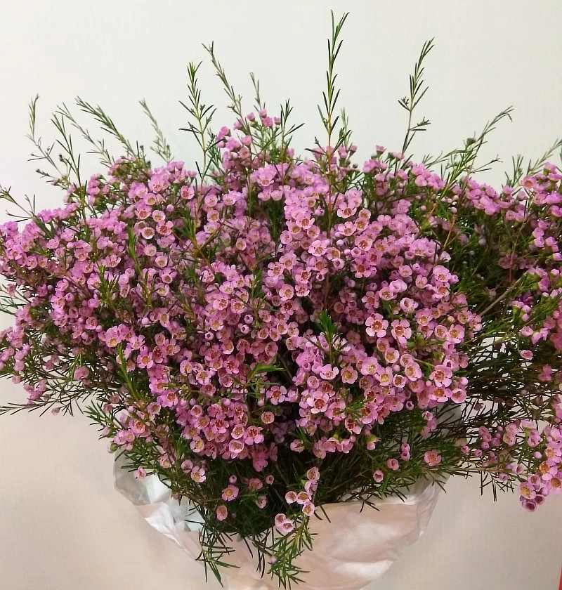 Chamelaucium pink | Wholesale flowers, plants and supplies Chamelaucium pink