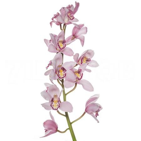 Cymbidium cocktail | Wholesale flowers, plants and supplies Cymbidium cocktail