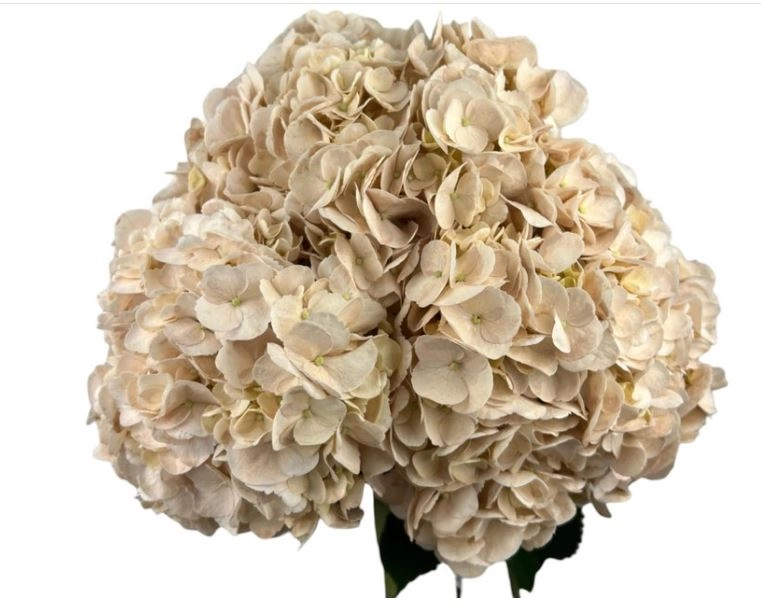 Hydrangea premium quicksand