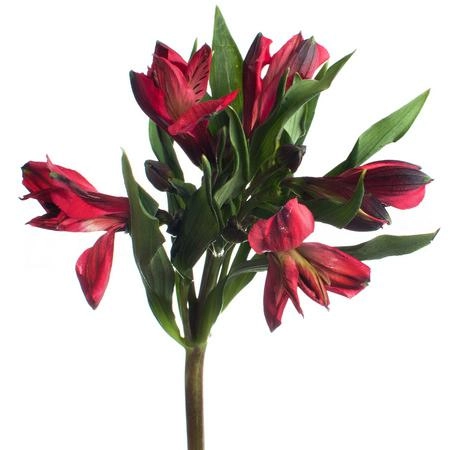Alstroemeria lovely