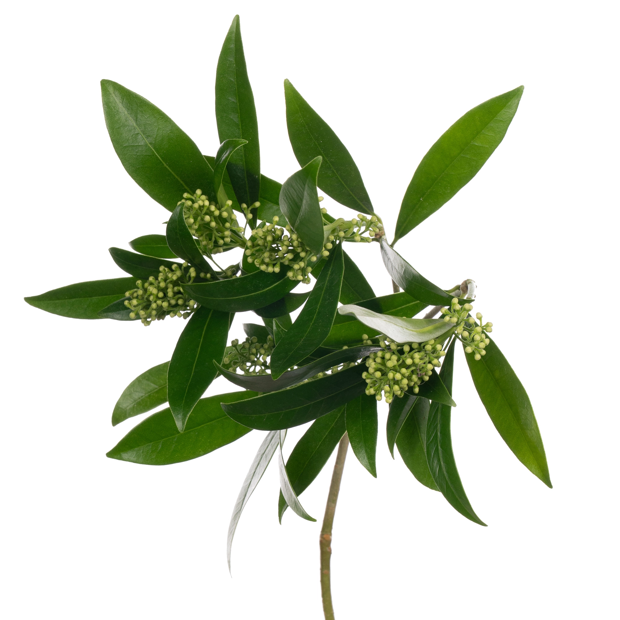 Skimmia kew green