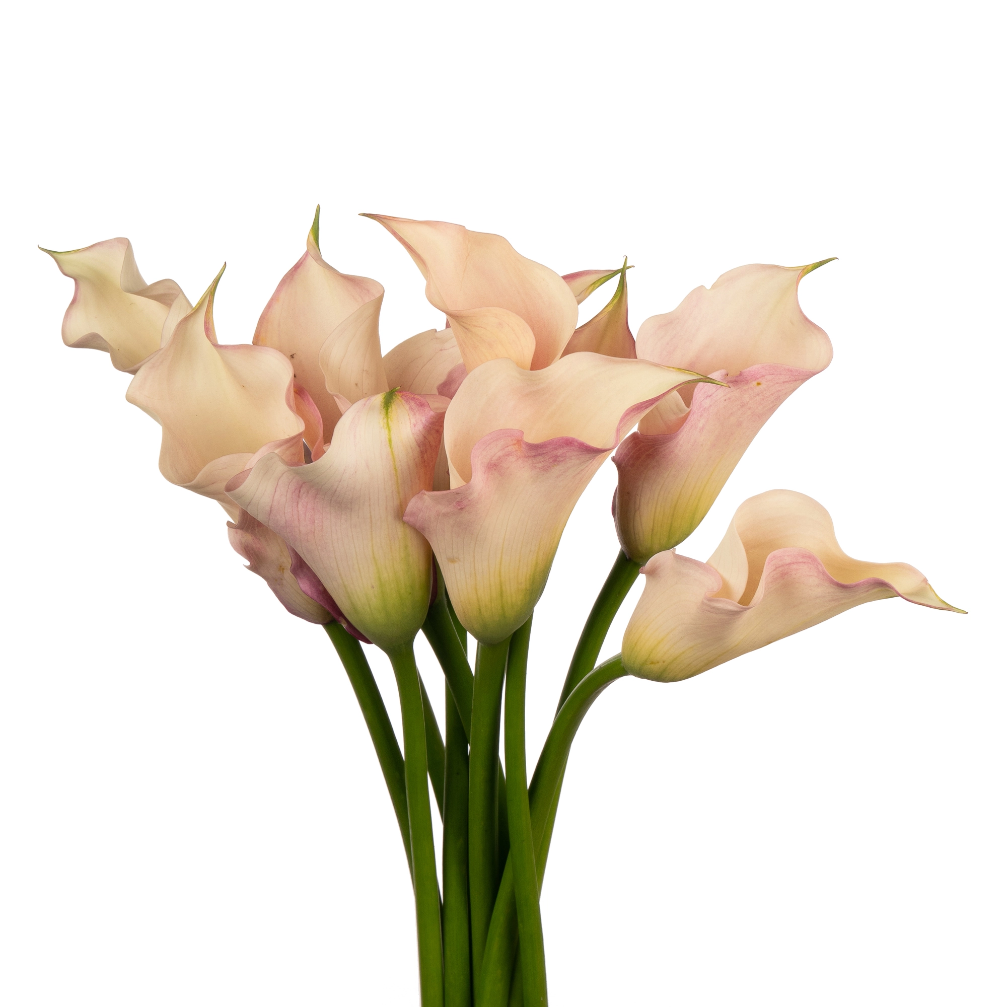 Zantedeschia captain rosette