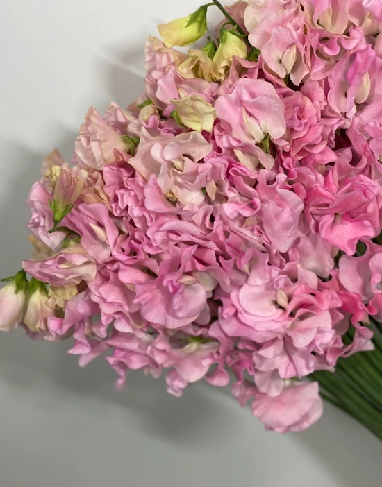 Lathyrus odoratus tiara