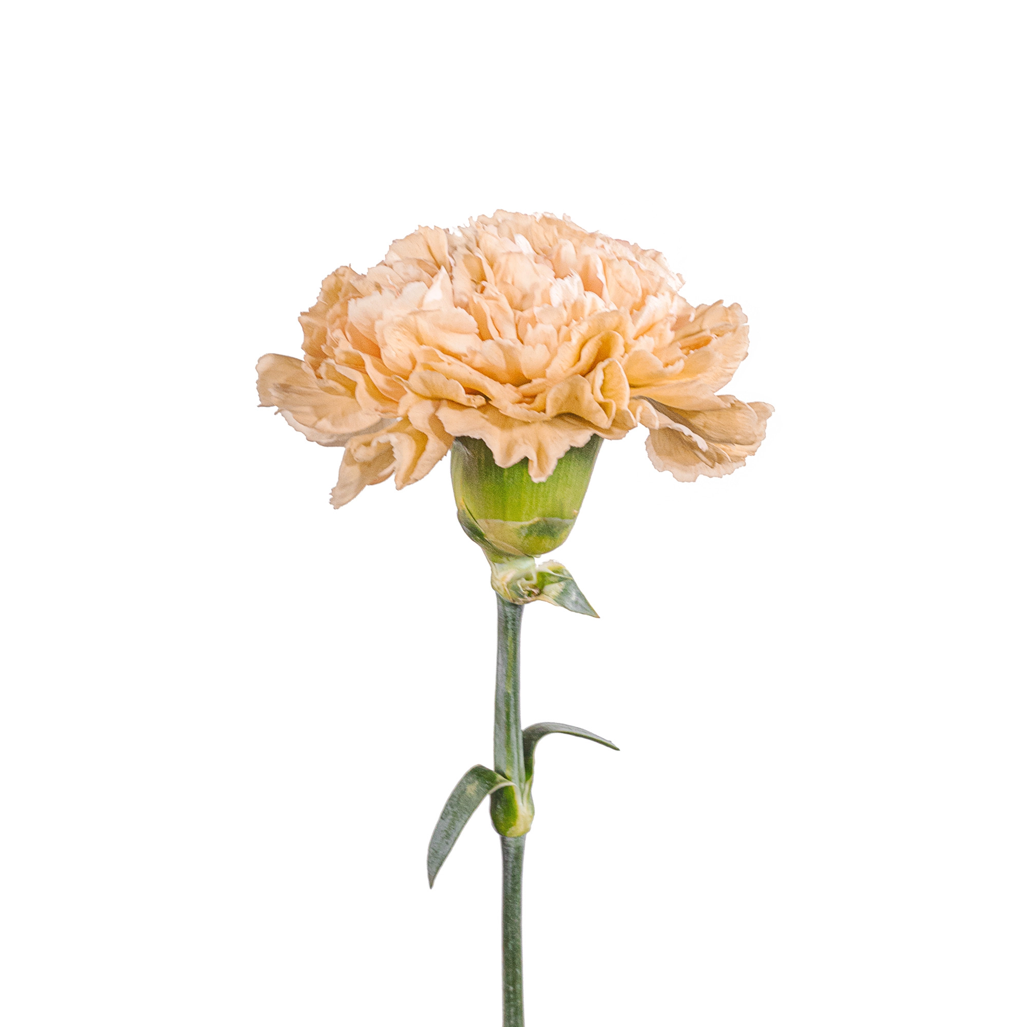 Carnation lege marrone