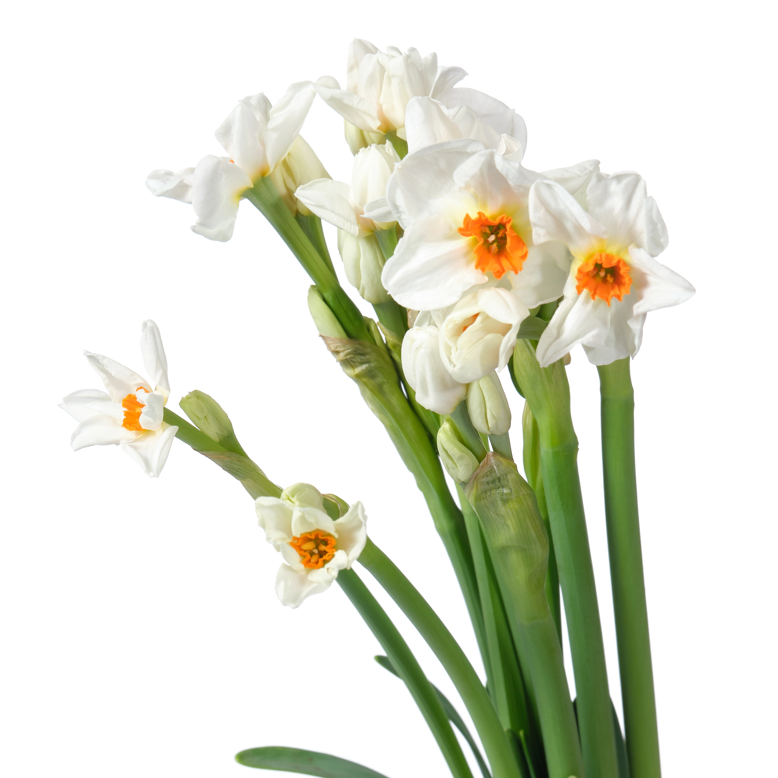 Narcissus cragford