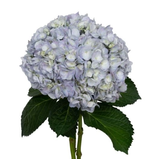 Hydrangea premium lavender mist