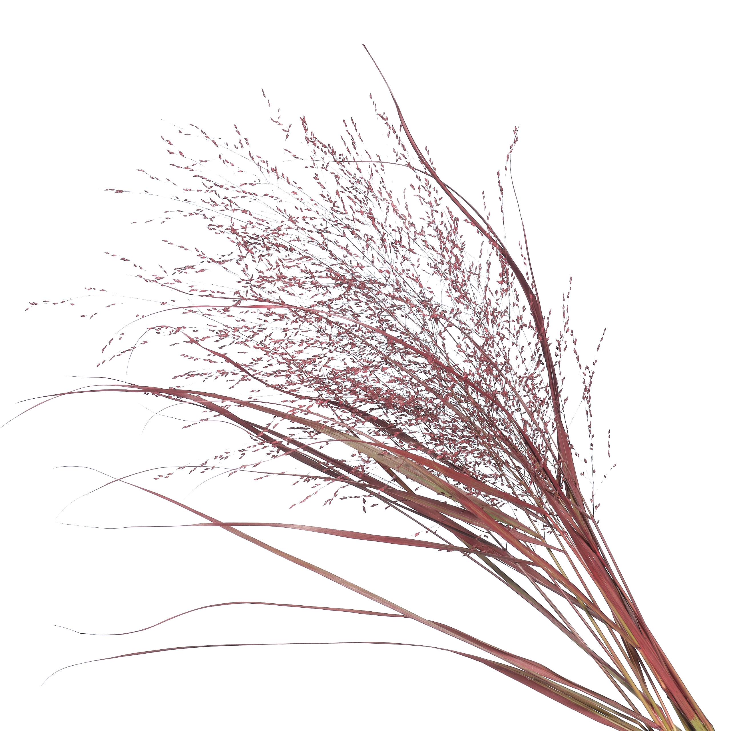 Panicum tinted bordeaux