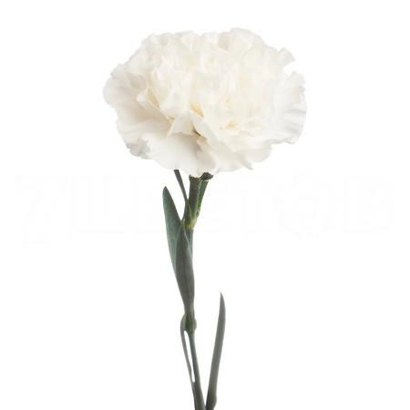 Carnation everest | Wholesale flowers, plants and supplies Carnation everest