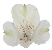 Alstroemeria icy mist