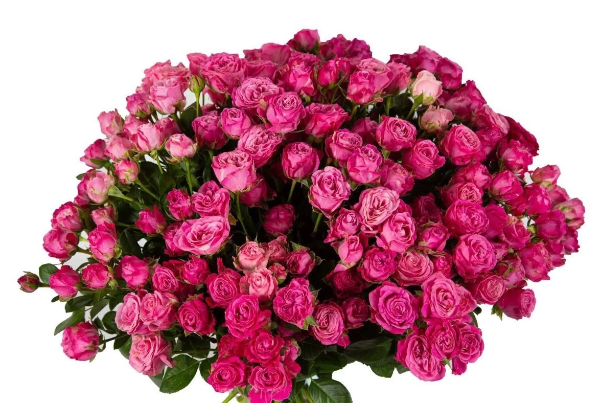 Rose spray mon amour pink